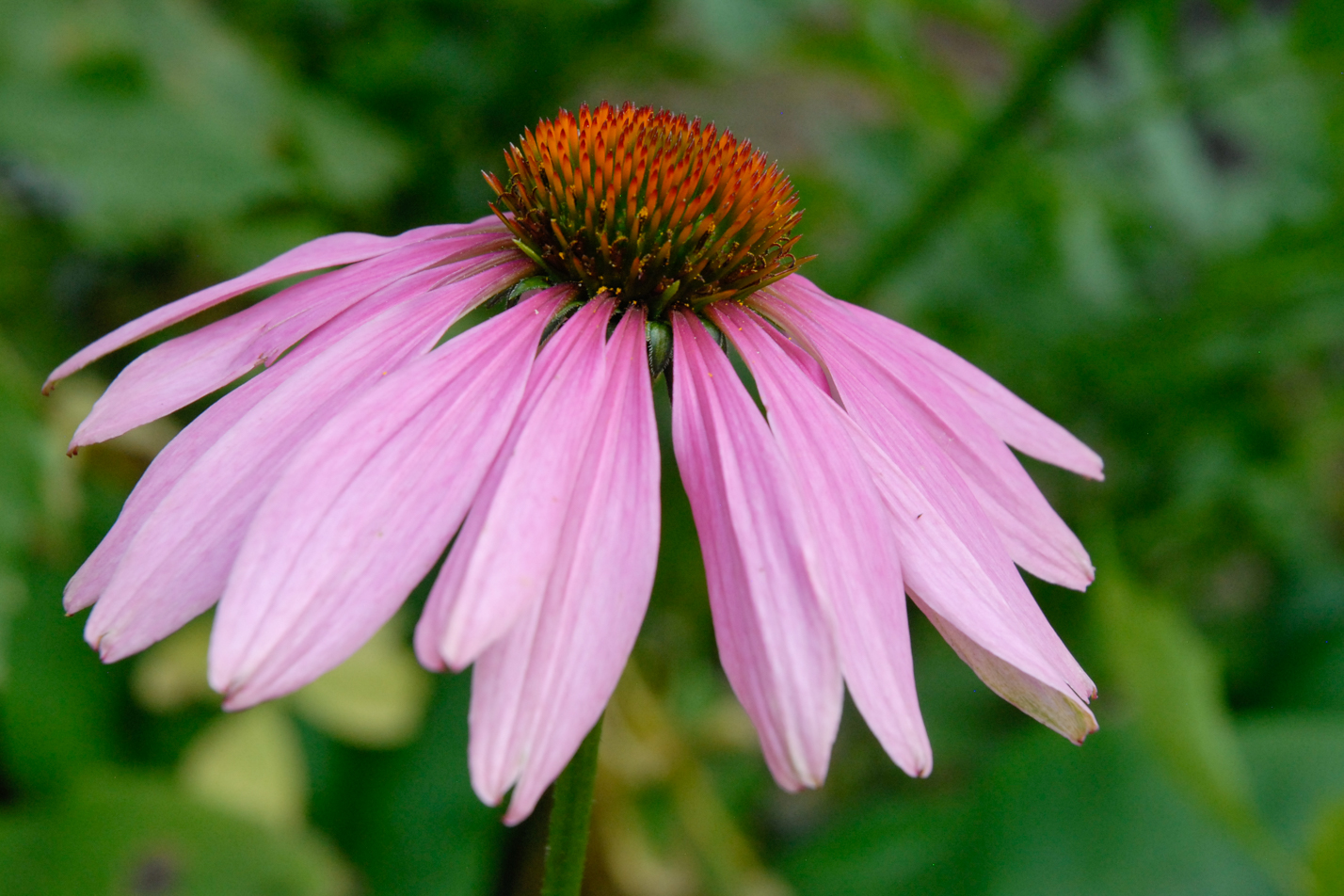 Eastern Purple Coneflower